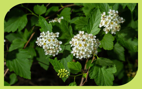 Pacific ninebark in full bloom, a native shrub for rain gardens