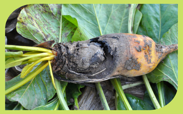Hands inspecting plant roots during repotting to check for root rot