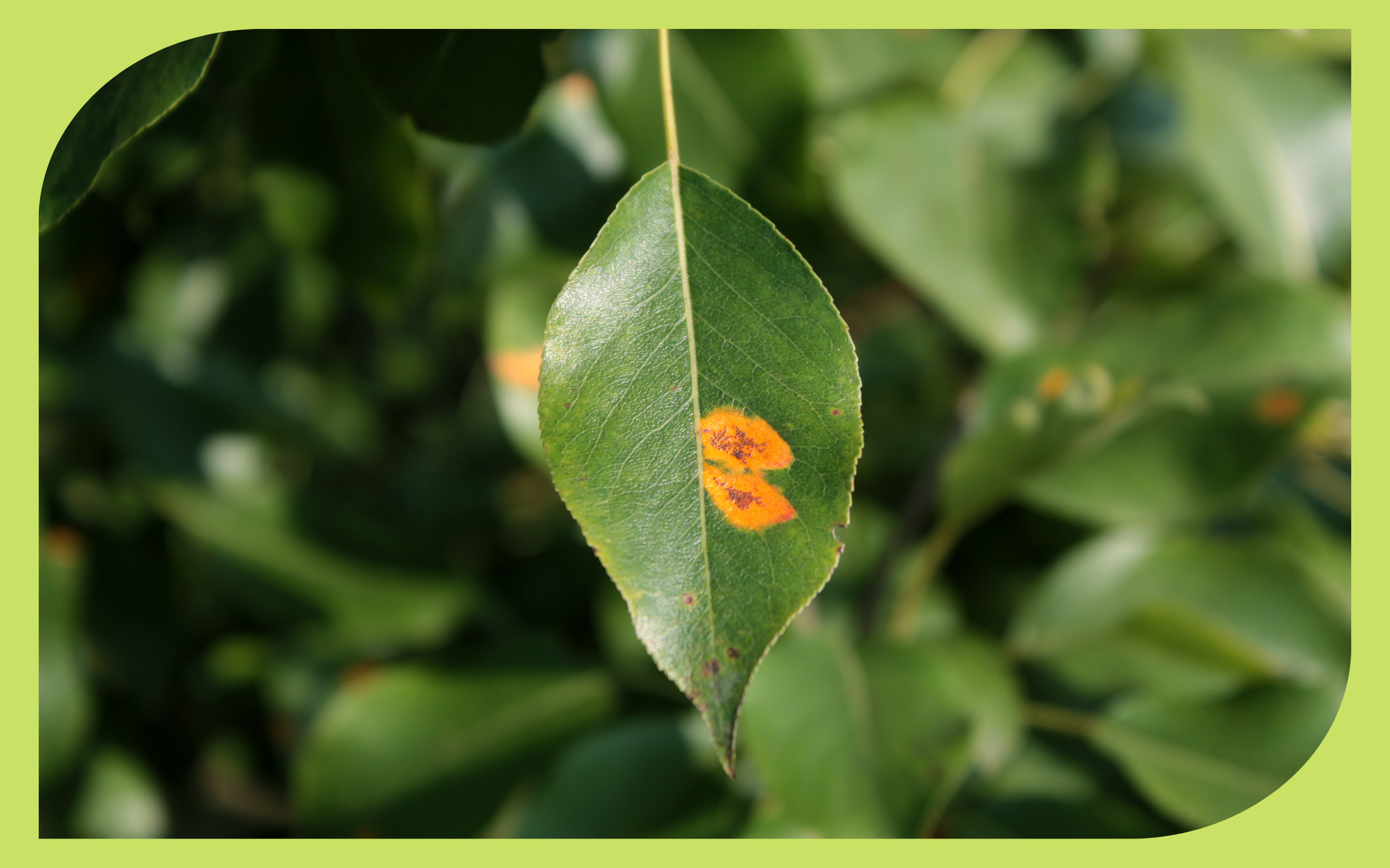 Rust on Plants: Identify and Treat Rust Disease – Dragonfly Farm & Nursery
