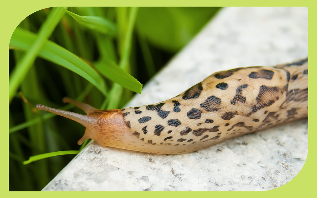 Garden slug crawling on a damp leaf, a year-round pest in Pacific Northwest coastal gardens