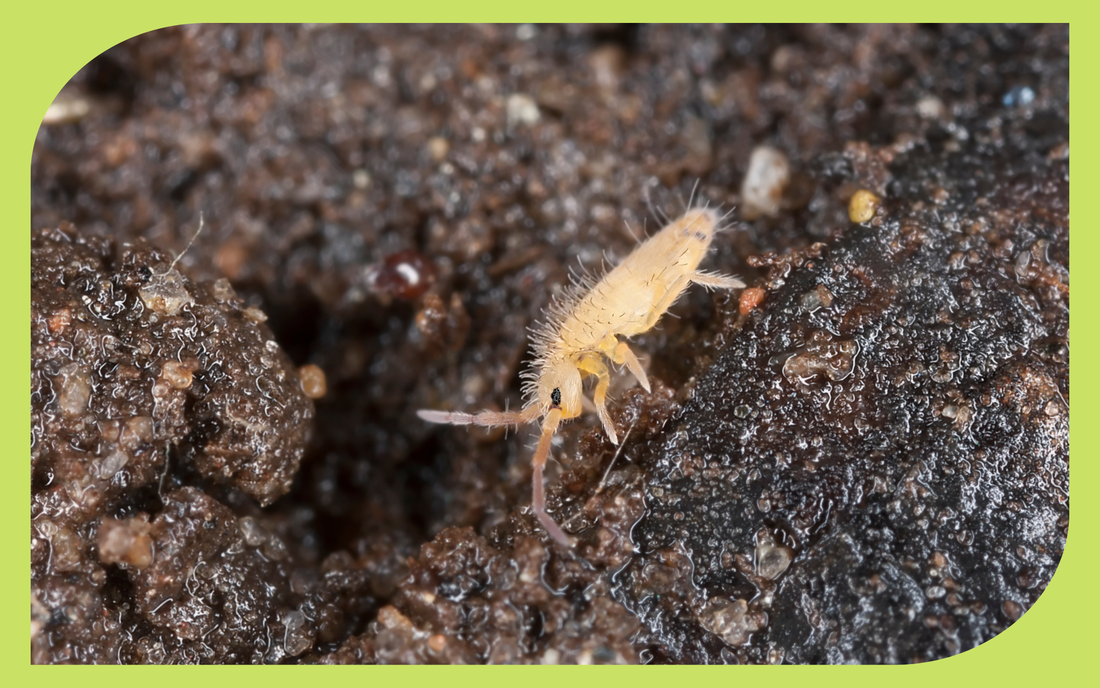 Tiny springtails on damp garden soil, beneficial decomposers