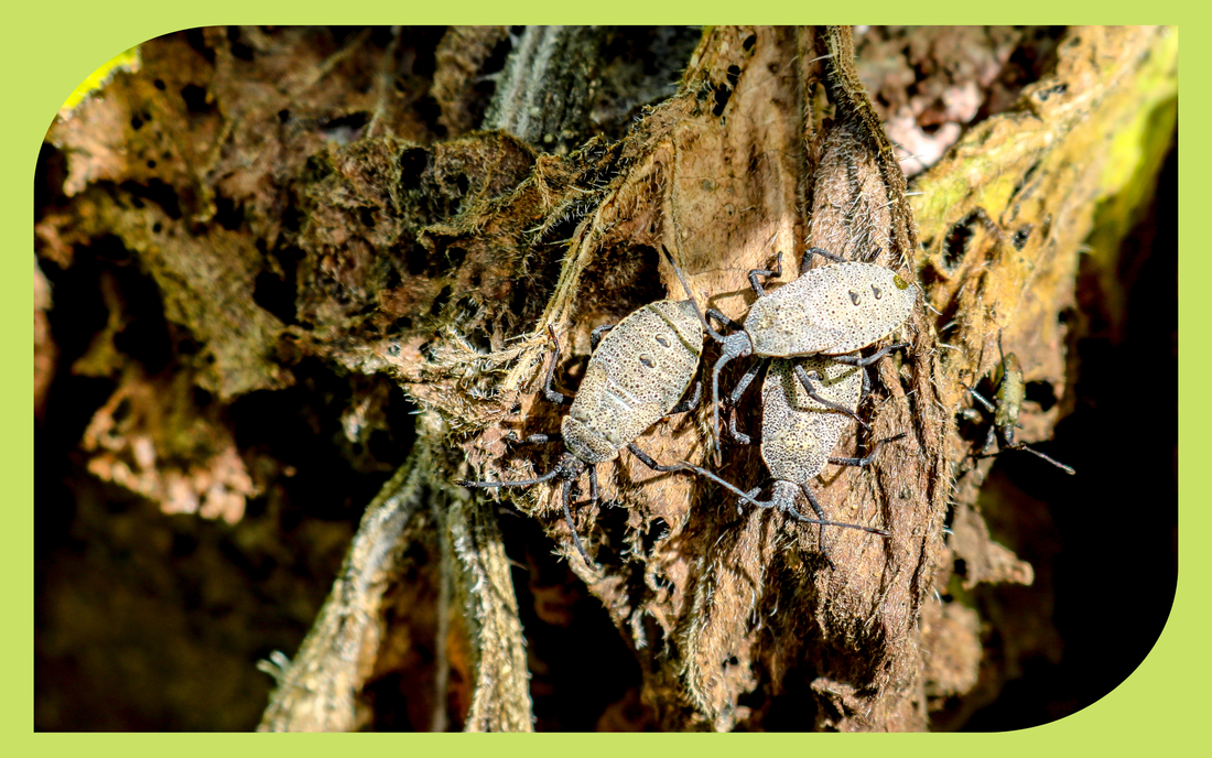 Adult squash bug on a squash plant leaf, a common vegetable garden pest