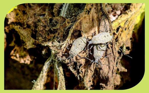 Adult squash bug on a squash plant leaf, a common vegetable garden pest