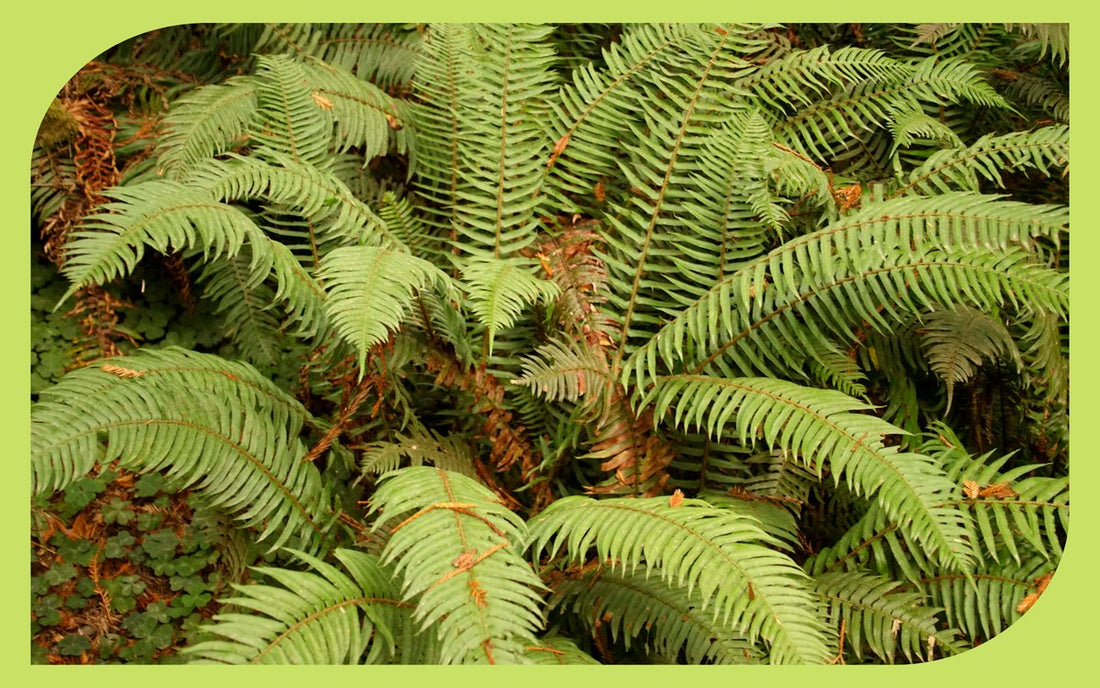 Western sword fern fronds in Pacific Northwest forest understory