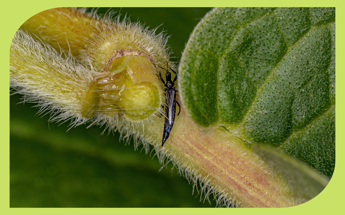 Tiny thrips and silvery feeding damage on a flower bud