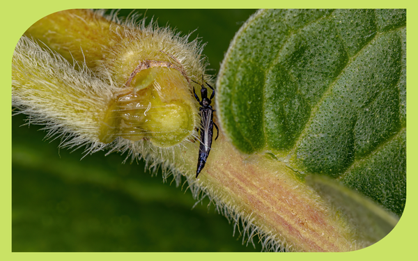 Tiny thrips and silvery feeding damage on a flower bud