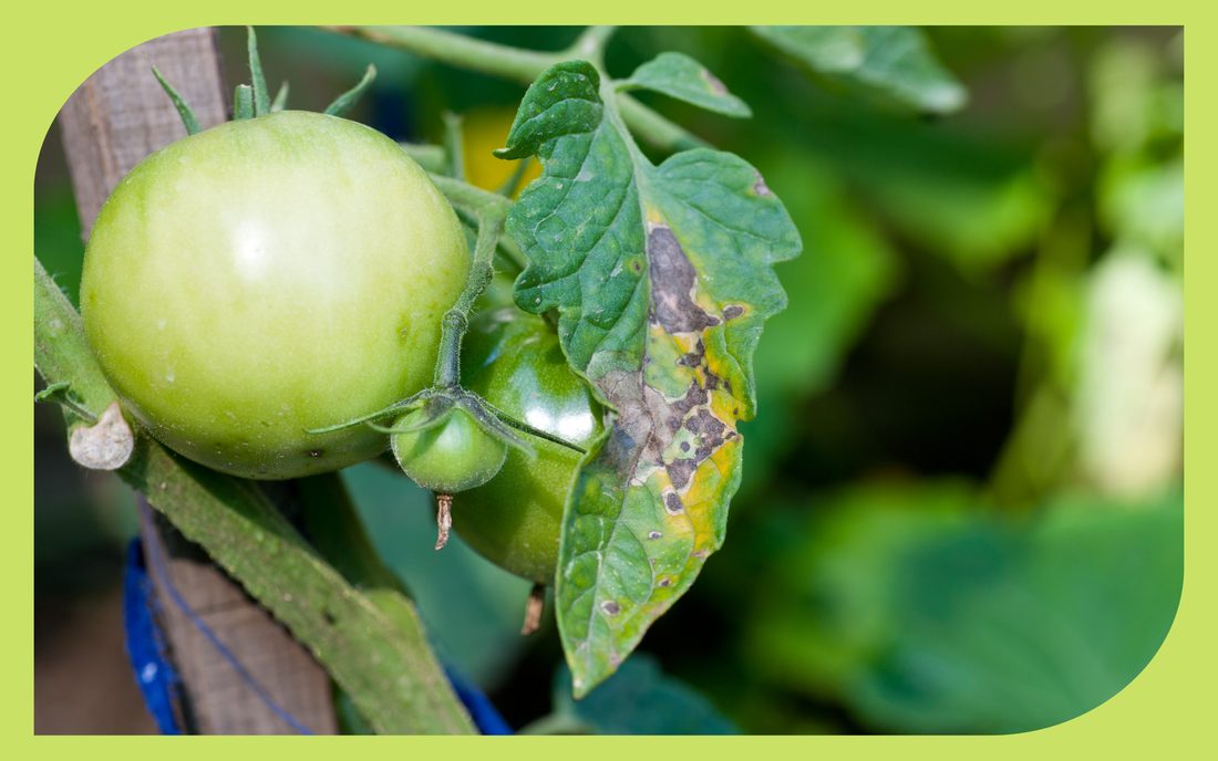 Tomato plant leaves with brown spotted lesions of tomato blight