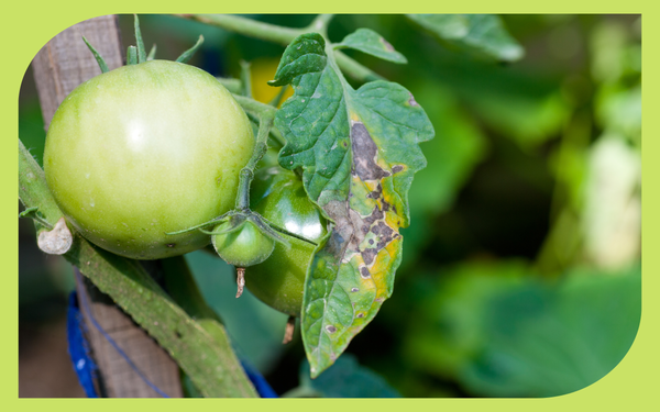 Tomato plant leaves with brown spotted lesions of tomato blight