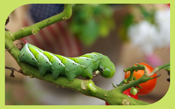 Large green tomato hornworm caterpillar feeding on a tomato plant