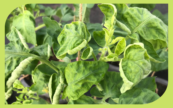 Curling, distorted leaves on a tomato plant in a home garden