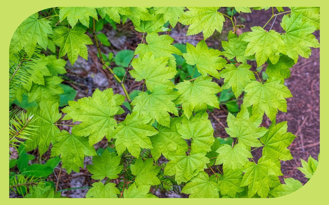 Vine maple foliage, a Pacific Northwest native alternative to Japanese maple