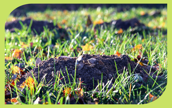 Fresh molehill in a garden lawn showing classic mole tunneling damage