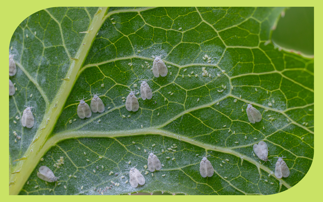 Tiny white whiteflies on the underside of a plant leaf