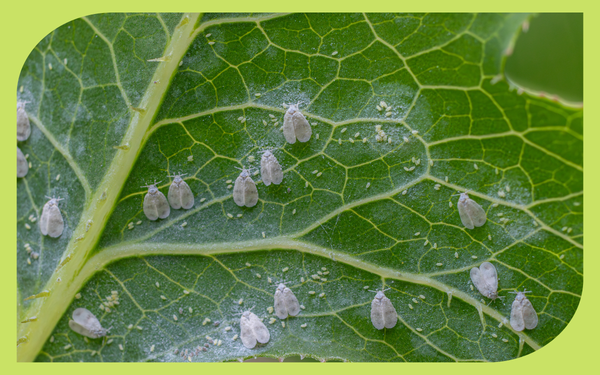 Tiny white whiteflies on the underside of a plant leaf