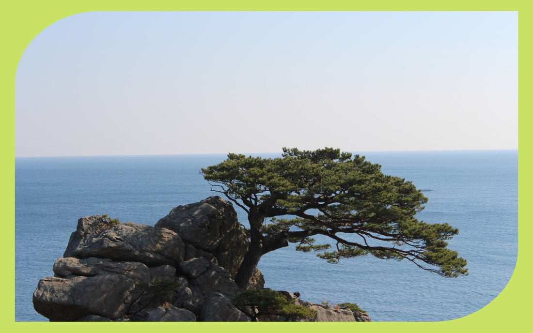 Windswept shore pine on an Oregon coastal bluff overlooking the Pacific