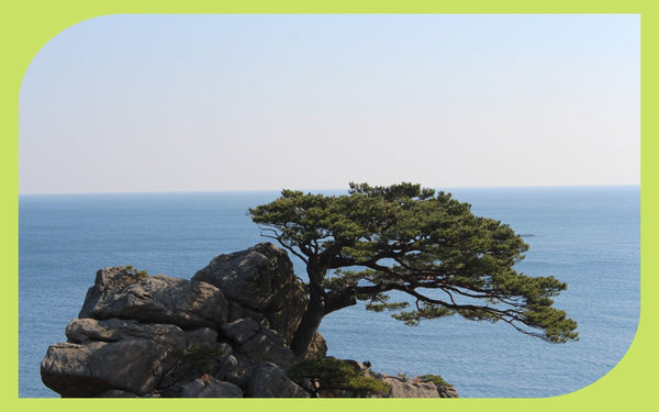 Windswept shore pine on an Oregon coastal bluff overlooking the Pacific