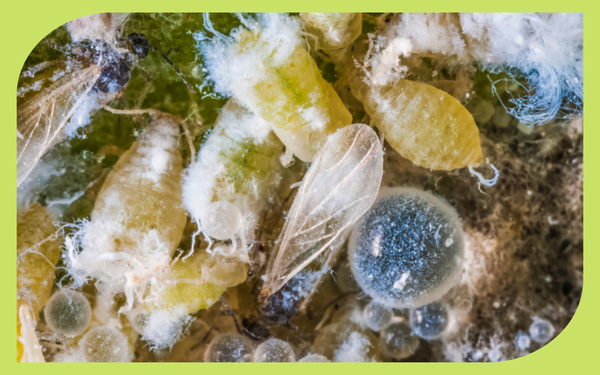 White fluffy colony of woolly aphids on apple tree bark