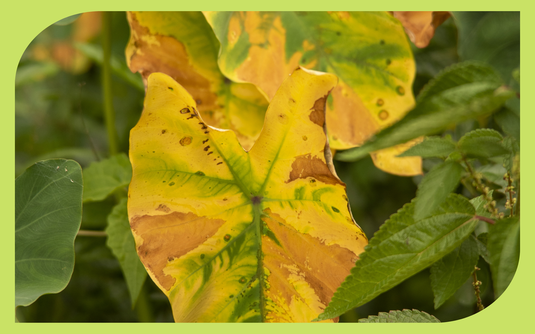 Yellowing leaves on a houseplant signaling a plant care problem to diagnose