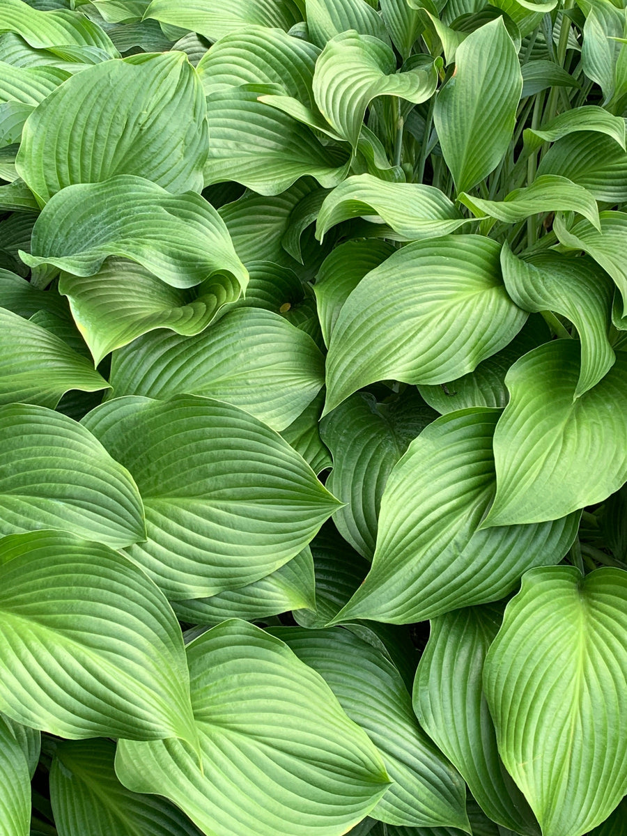 Big-Leaf & Tropical Foliage