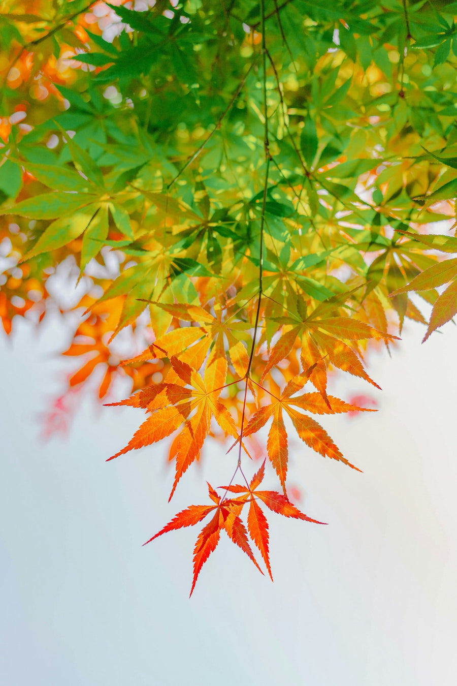 Deciduous Shrubs