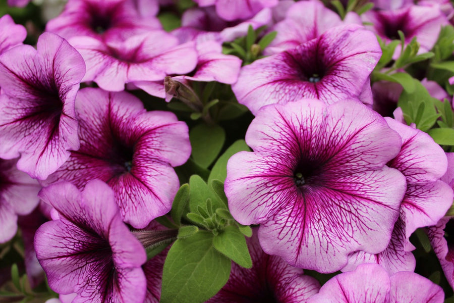 Annuals
