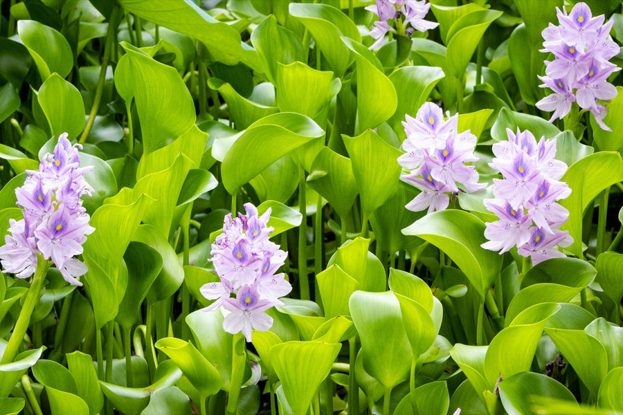 Aquatic Plants