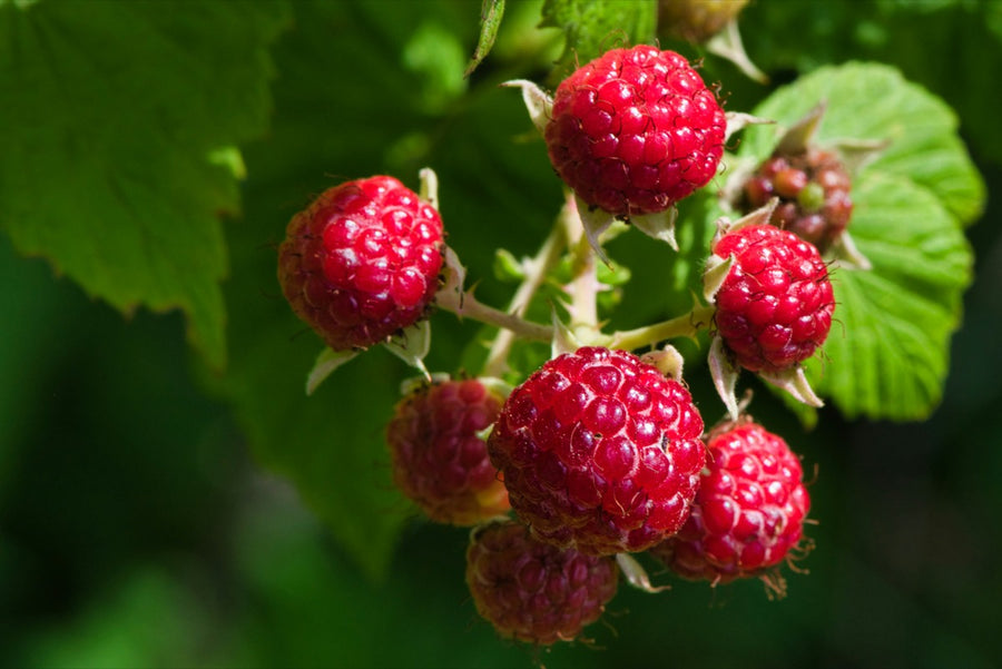 Berries