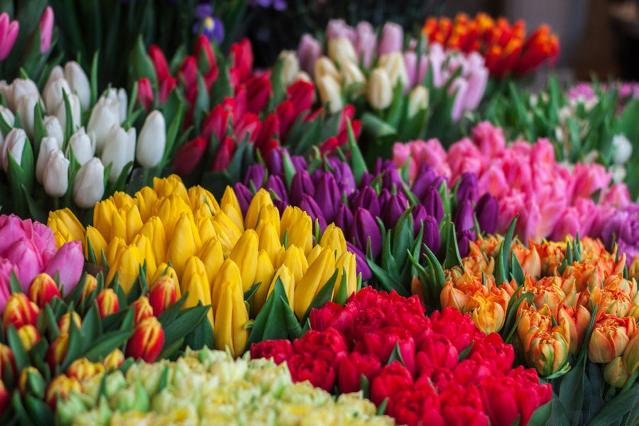 Bulbs