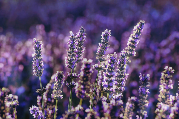 Deer Resistant Plants