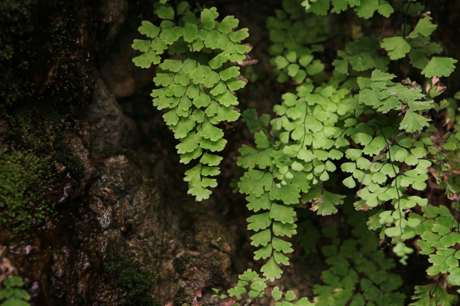 Ferns