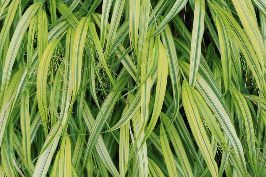 Grasses