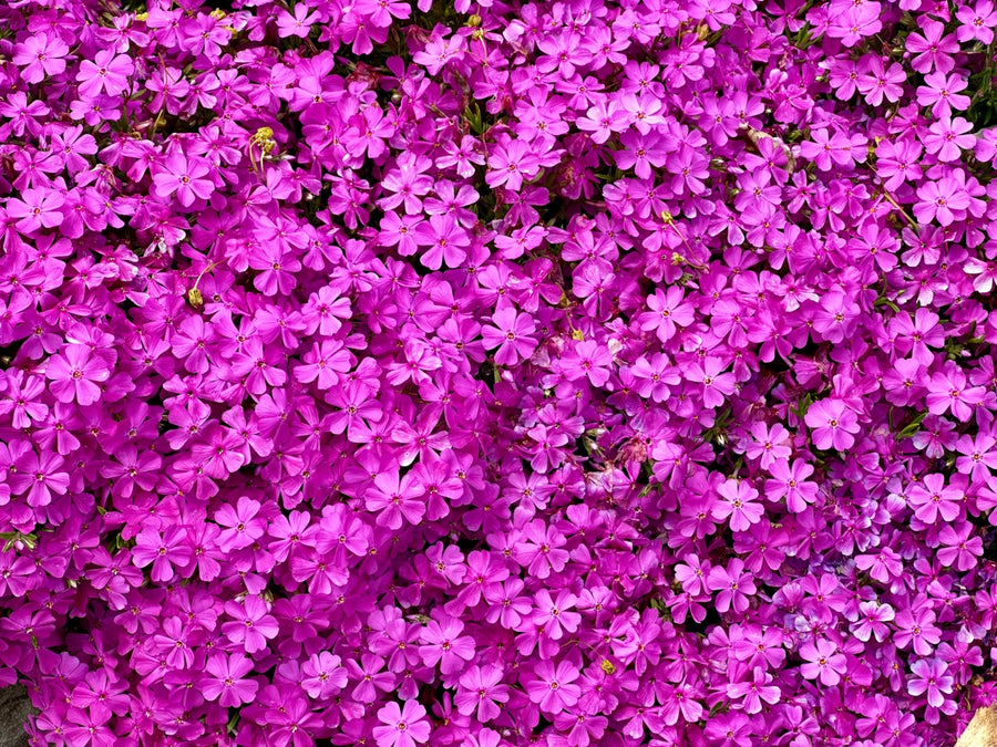 Groundcovers