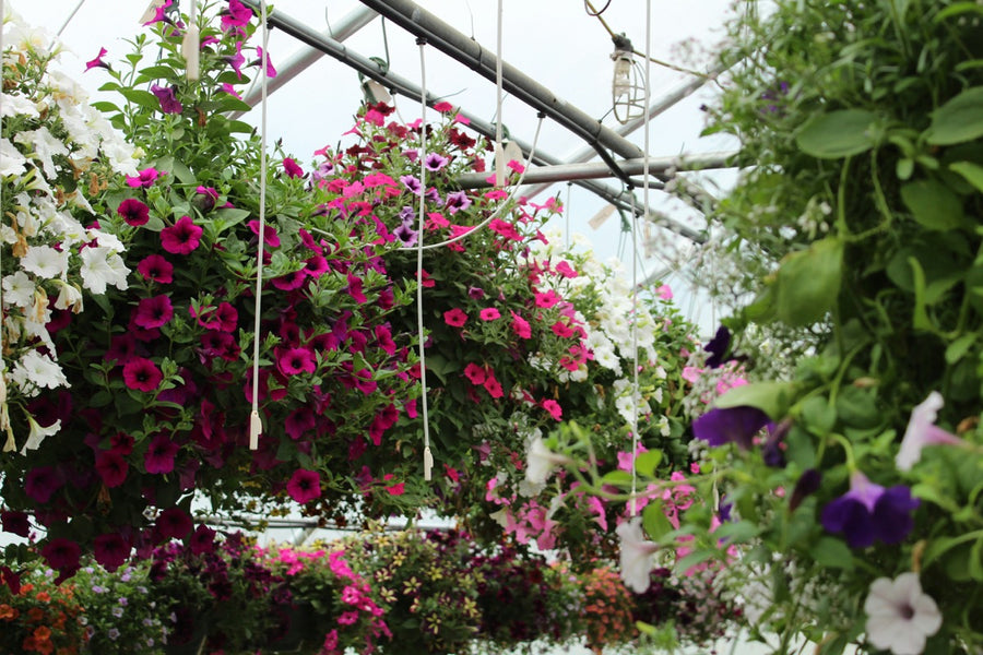 Hanging Baskets