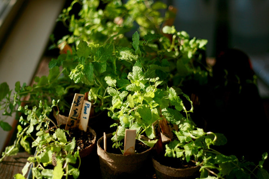 Herbs