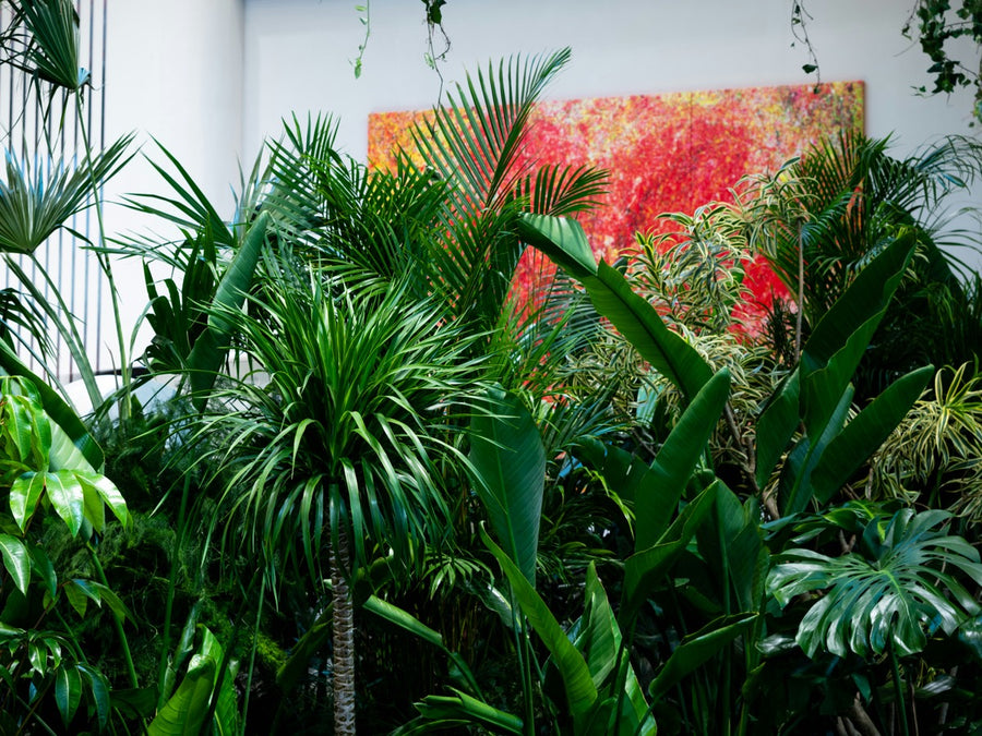 House Plants