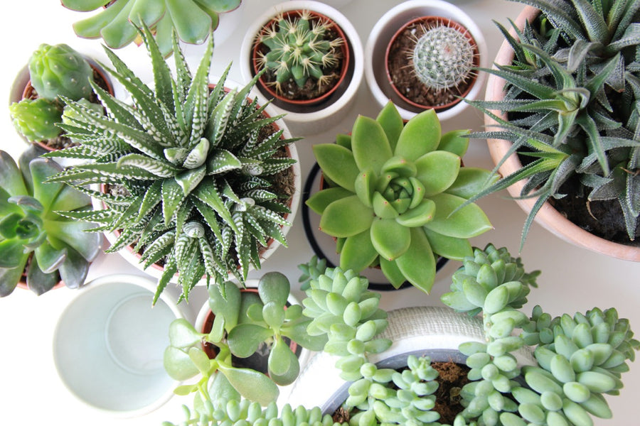 Indoor Succulents & Cacti
