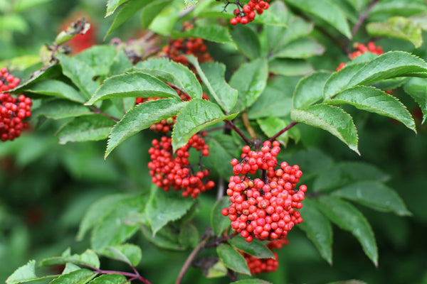 Native Plants