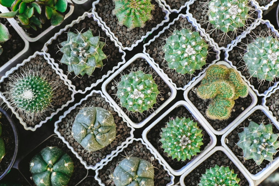 Outdoor Succulents