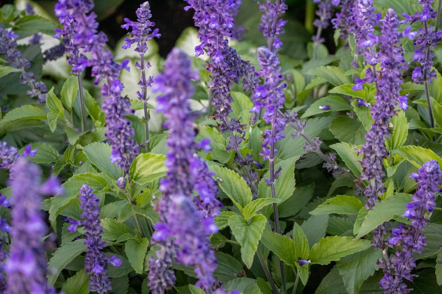 Perennials