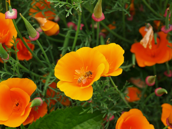 Pollinator Garden