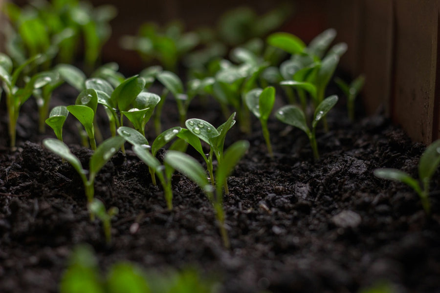 Seeds