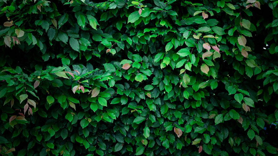 Shrubs