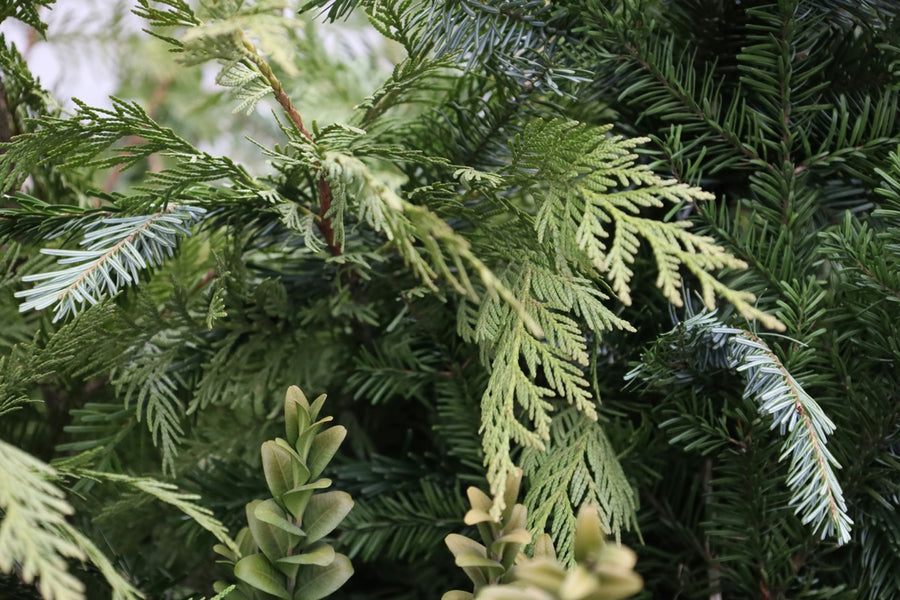 Trees