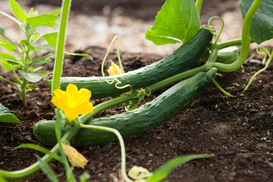 Vegetable Starts