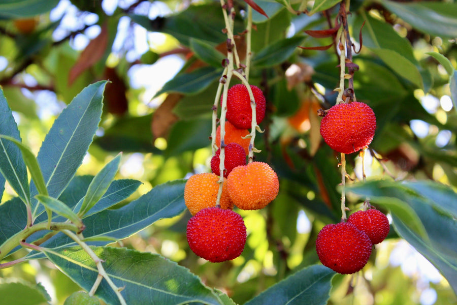 Evergreen Shrubs
