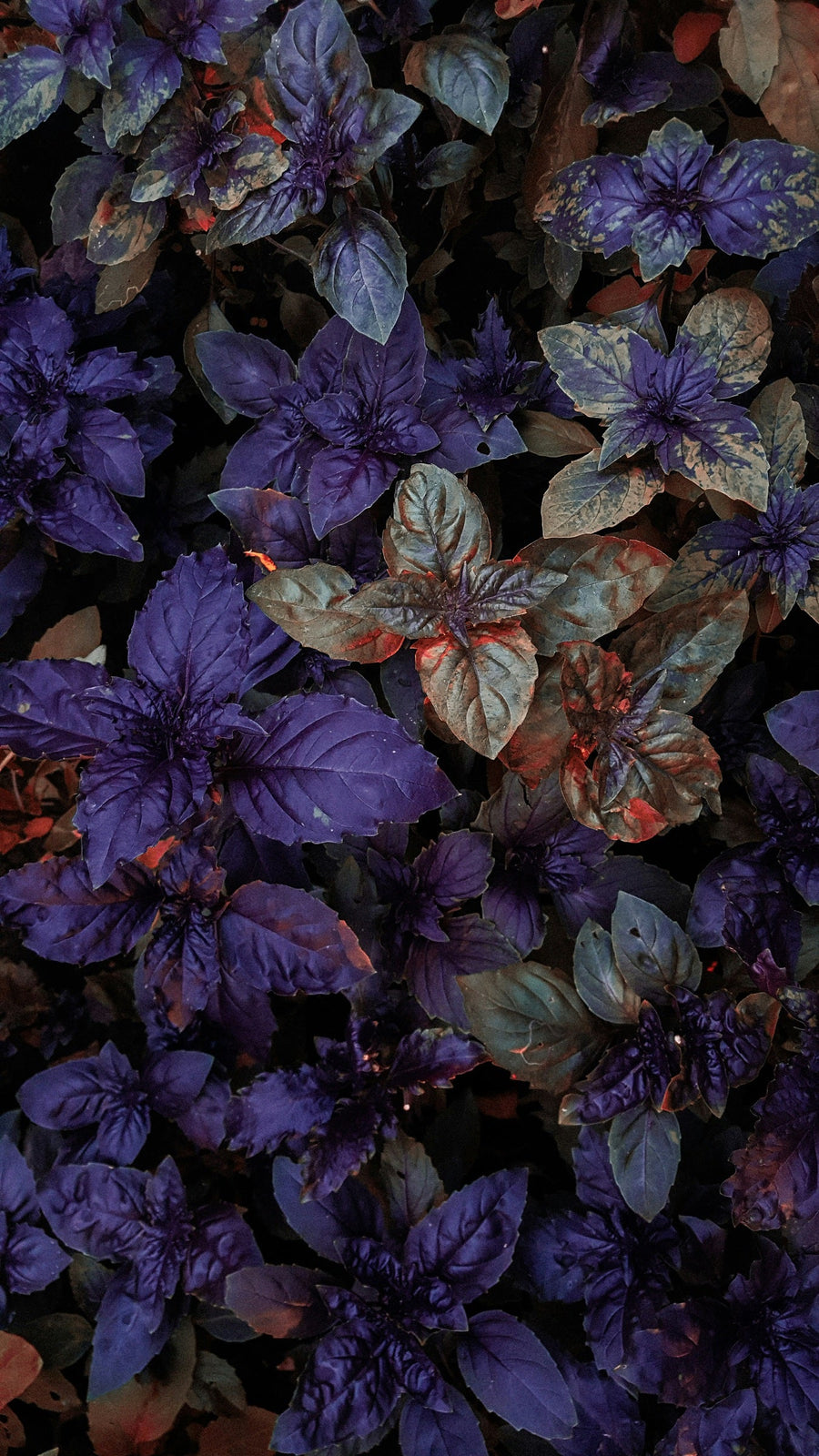 Gothic Garden Plants
