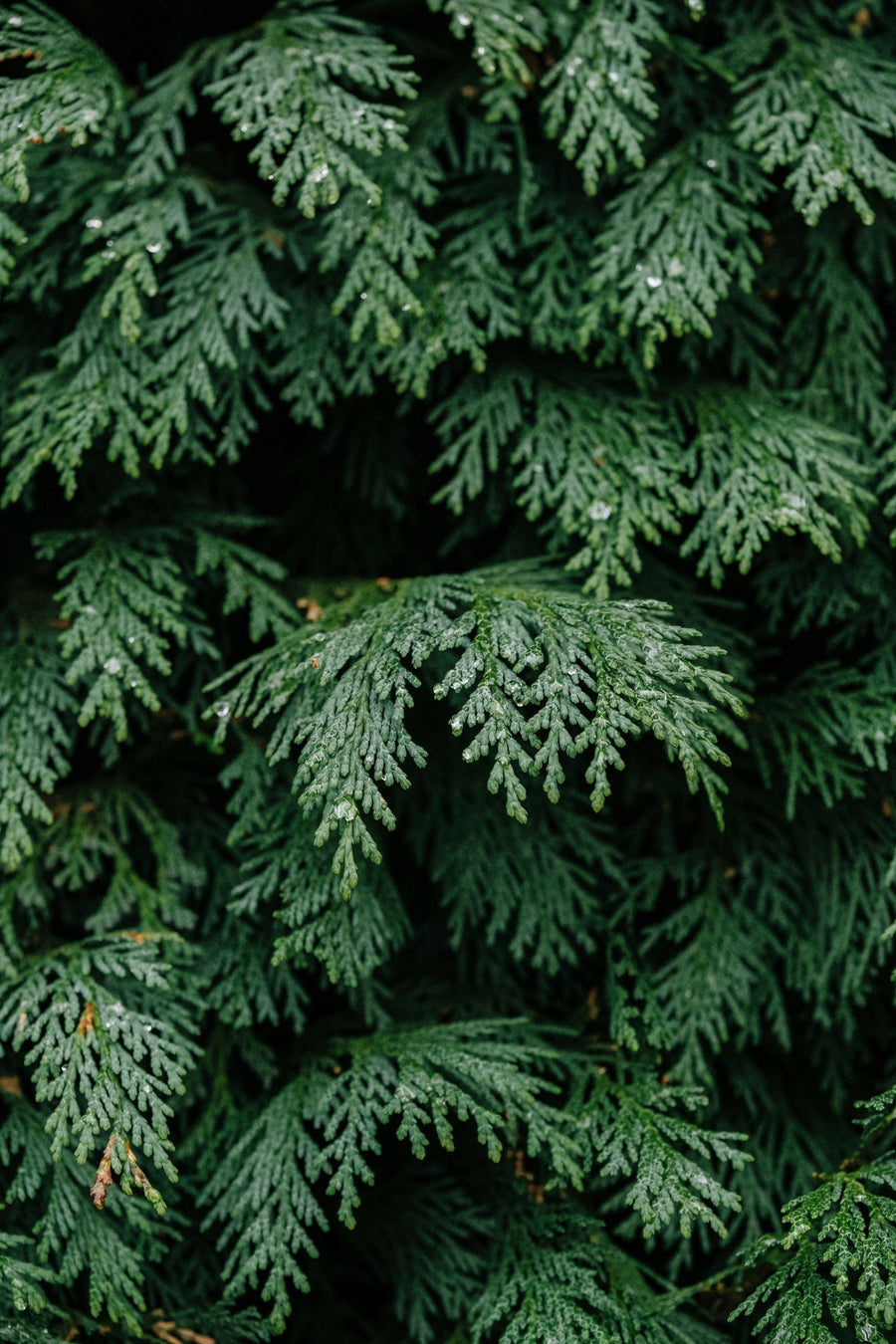 Hedge Plants