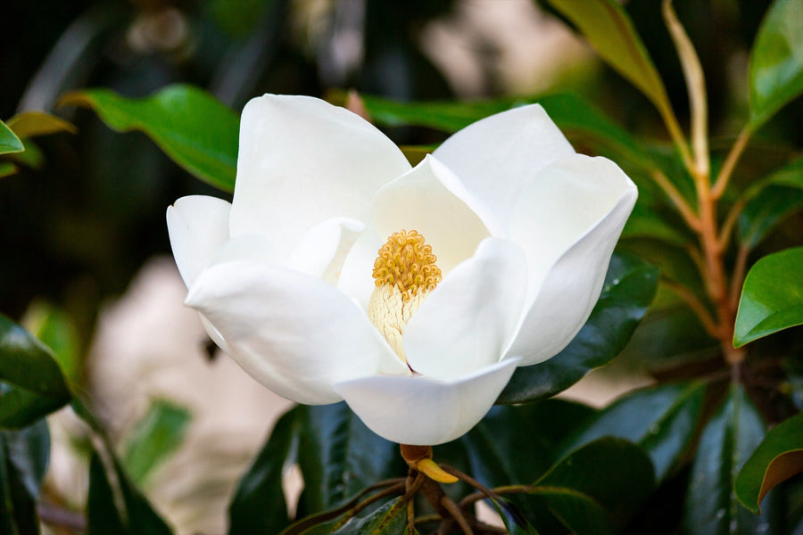 Magnolias