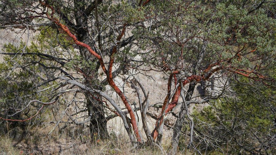Manzanitas