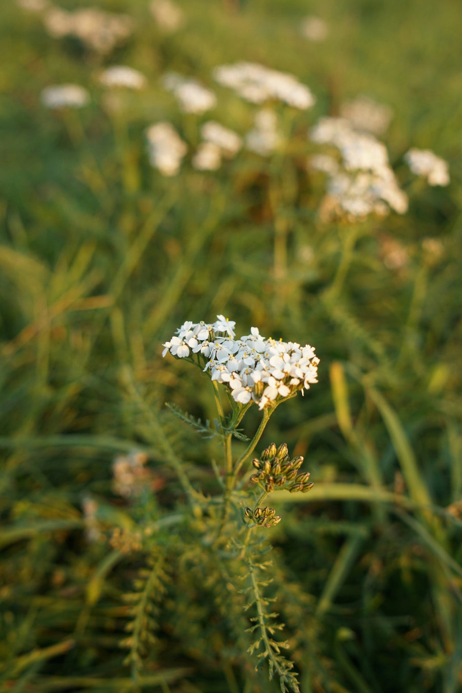 Mediterranean & Drought-Tolerant